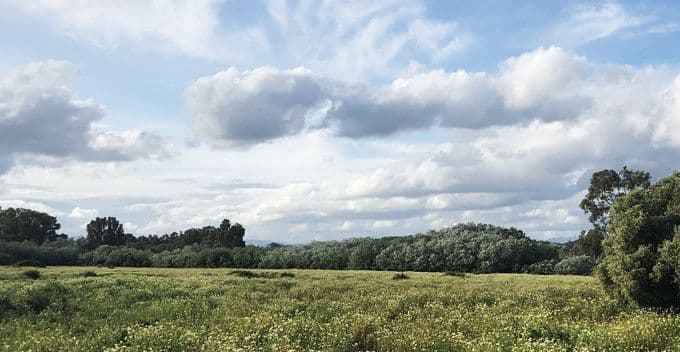 Sotogrande countryside