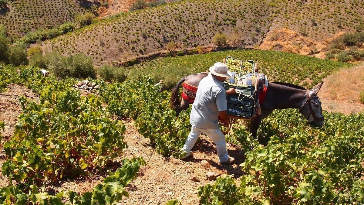 🍇☀️Manilva Grape Harvest Festival: 🍷An Authentic Andalusian Tradition Worth Experiencing