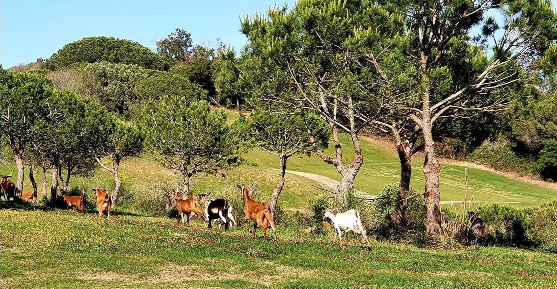Sotogrande golf course goats